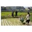 TWO ROW MANUAL RICE TRANSPLANTER